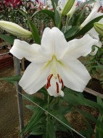 [5138 Paposo VH No02.JPG]